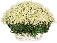 Цветочная композиция из Ромашки в корзине #REPLACE_PRED# Лямино